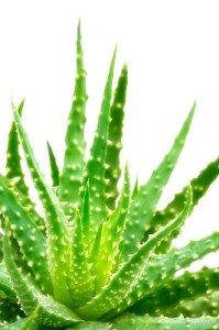 aloe