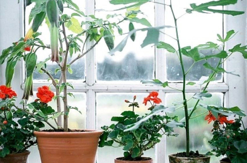  6 tipp, hogy szebb legyen a kiskerted és a balkonod!