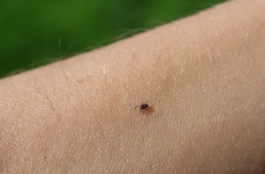  Igazságok és tévhitek a kullancsokról: egy csípés is halálos lehet