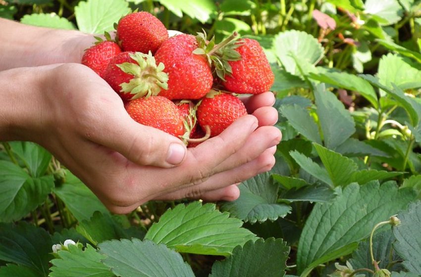 (Sz)edd magad tele: kezdődik a gyümölcsvadászat!