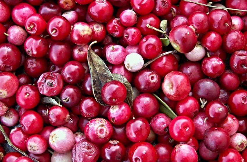  Védd ki a felfázást vörösáfonyával!