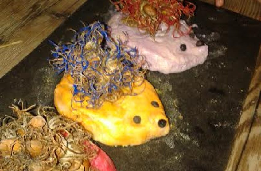  Így készíts aranyos süniket a mogyoróbokor terméséből