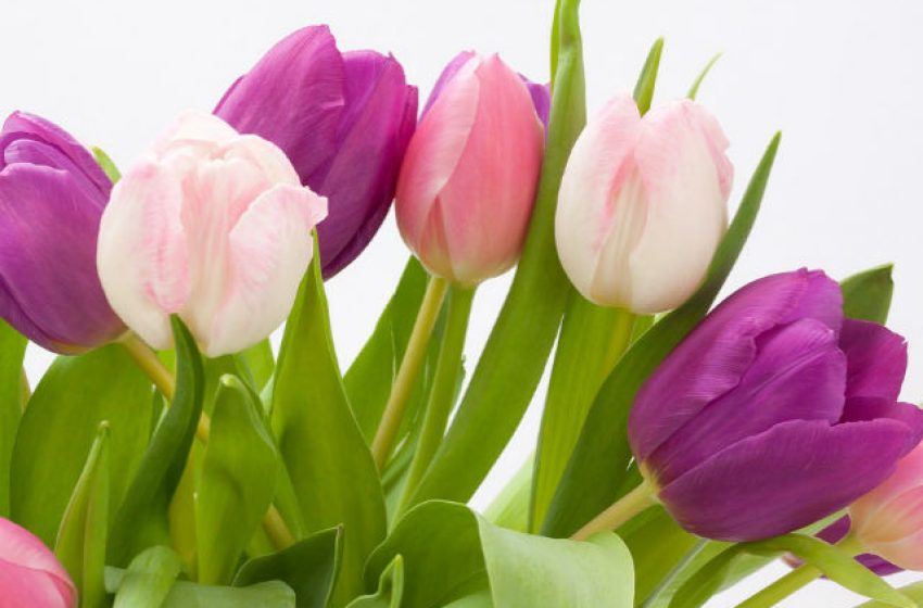  Erről árulkodnak a virágok: tippek nőnapra