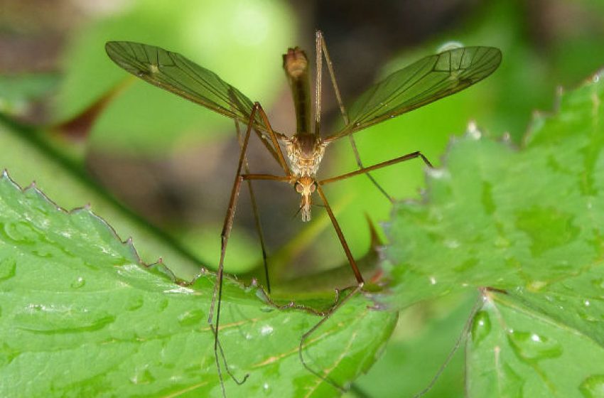  Természetes, kellemes illatú és bombabiztos szúnyogriasztó: így készítsd el!