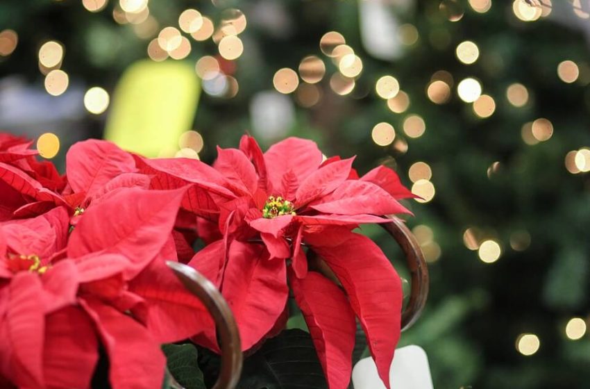  Így lesz csodaszép a mikulásvirágod: a gyerektől tartsd távol!