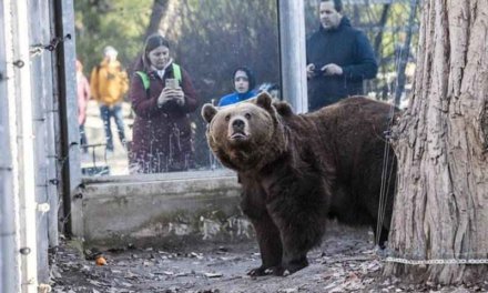 Meglátta árnyékát a fővárosi állatkert medvéje: hosszú lesz a tél