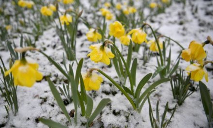 Visszatért a tél Magyarországra: mutatjuk a márciusi havazást