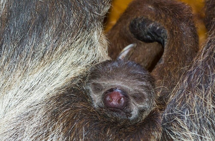  Lajhár született a Szegedi Vadasparkban: ennél édesebbet nem látsz ma