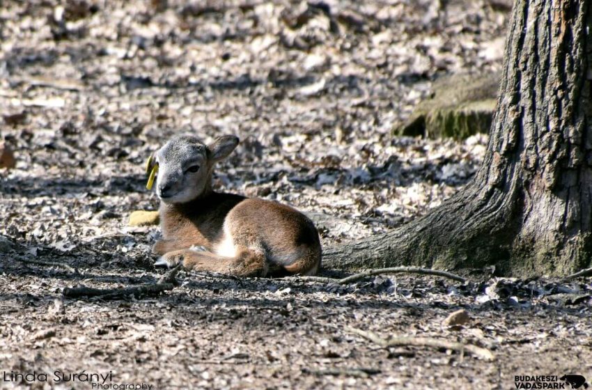  Mától újra látogatható a Budakeszi Vadaspark