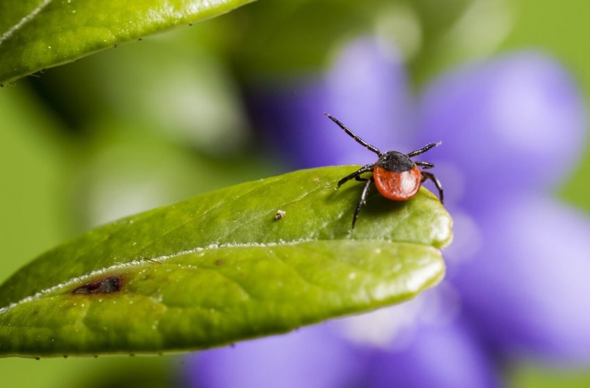  A kullancscsípés is okozhat a koronavírus-fertőzéséhez hasonló tüneteket