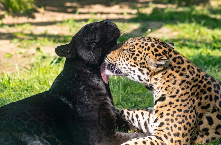 Hétvégi szabadtéri programok országszerte: több állatkert, nemzeti park és szabadidőközpont is kinyit