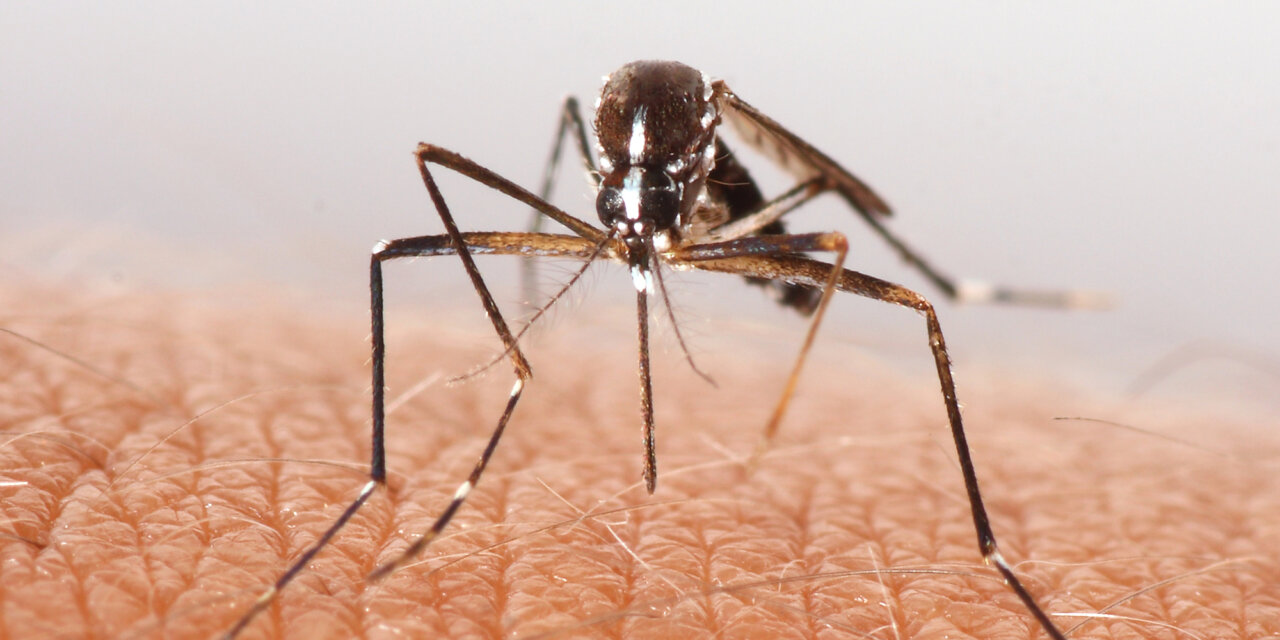 A hatékony szúnyogirtás otthon kezdődik: ezeket teheted a vérszívók ellen