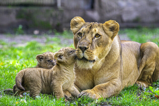  Négy afrikai oroszlán született a Nyíregyházi Állatparkban