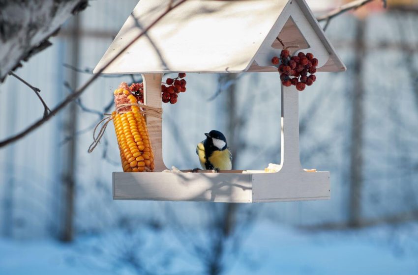  Téli madáretetéssel: mit adhatunk és mit nem a madaraknak?
