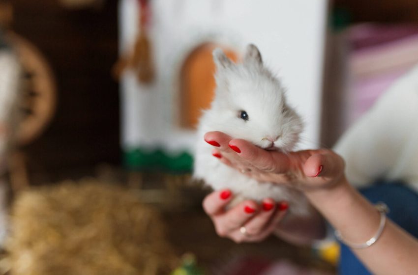  A felelős nyúltartásra hívja fel a figyelmet a fővárosi állatkert