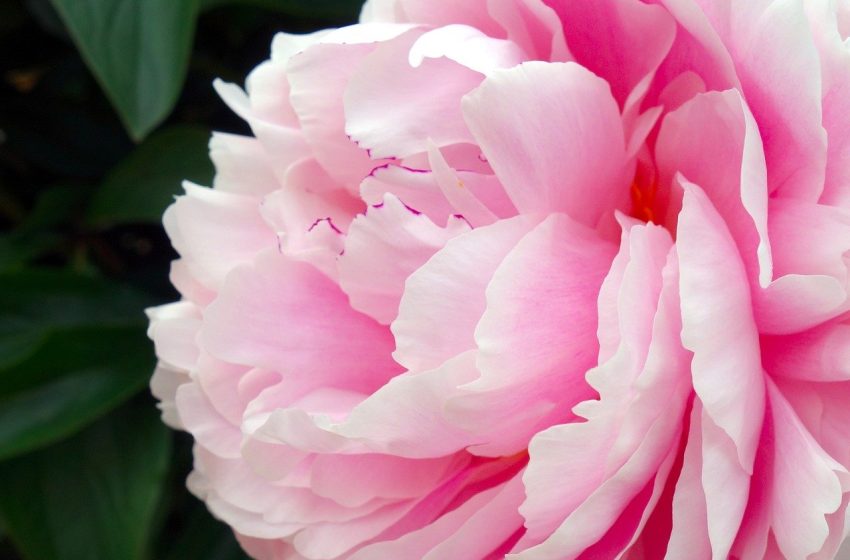  Királyválasztás és termékenységvarázslatok: pünkösdi népszokások nyomában