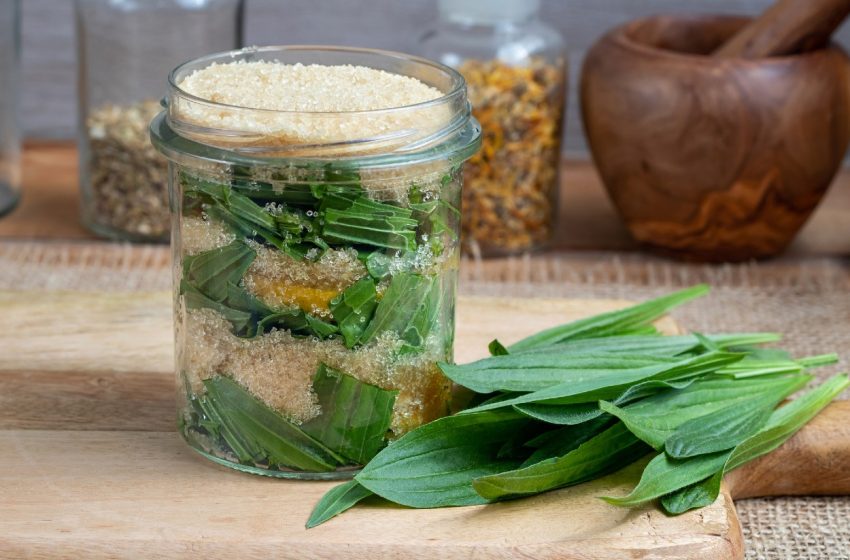  Most készíts a lándzsás útifűből szirupot: természetes köhögéscsillapító