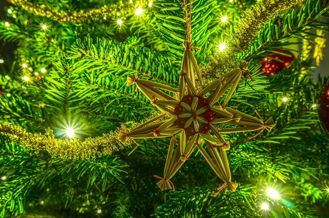  Idén is a normann fenyő a karácsony sztárja – Nem a műfenyő a környezetbarát megoldás