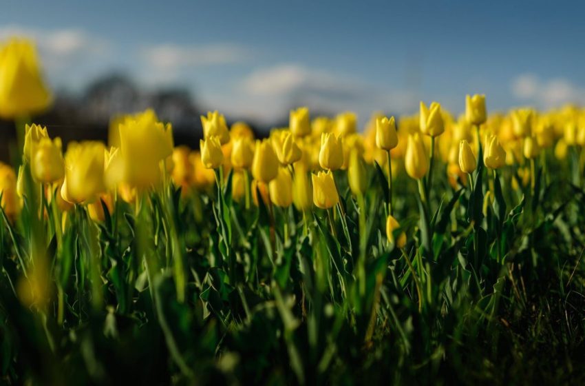  A tavasz érkezésének ünnepe – Tulipánszüret a Kincsek Völgyében a Balaton mellett