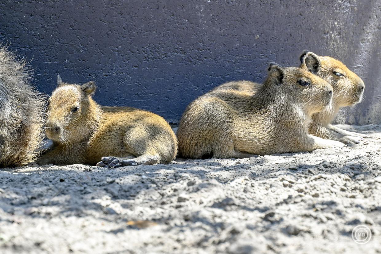 Kapibara kölykök születtek a debreceni állatkertben &ndash; 1 &ndash; Anyanet