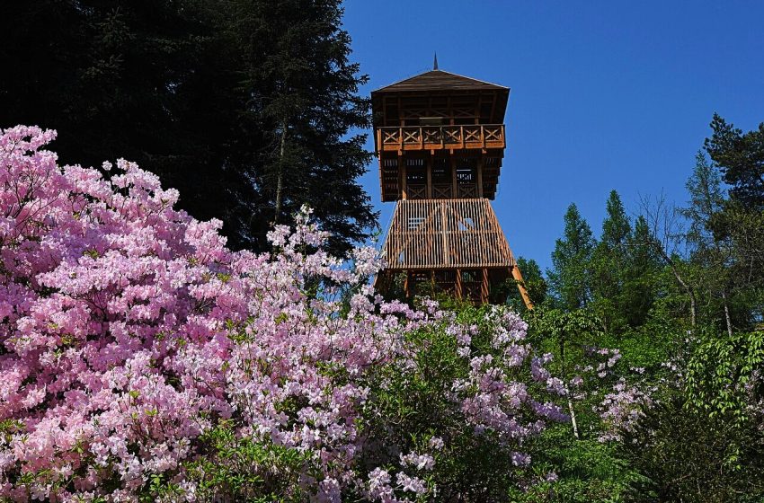  5 arborétum, amit nem lehet kihagyni idén tavasszal – virágba borult csodavilágok Magyarországon